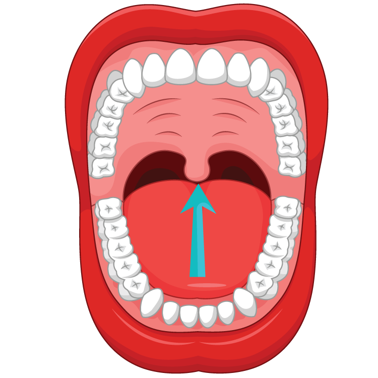 Uvula Kenhub Palatine Definition Anatomy