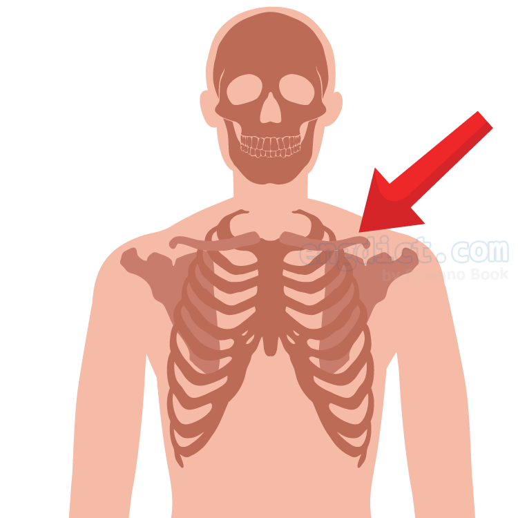 collarbone แปลว่า กระดูกไหปลาร้า